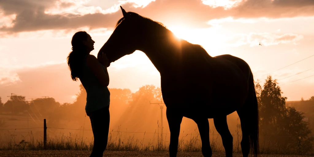 Pferd und Reiter als Schattenschnitt in der Gegensonne, Sonnenuntergang.